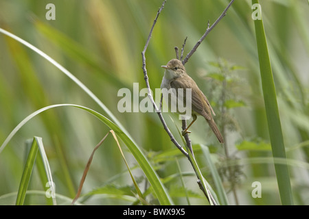 Marsh Warbler (Acrocephalus Palustris) Erwachsenen, thront auf Zweig, Warwickshire, England, Sommer Stockfoto