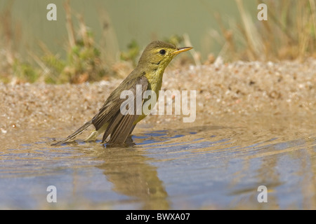 Melodiöse Warbler (Hippolais Polyglotta) Erwachsenen, Baden im Pool, Spanien Stockfoto