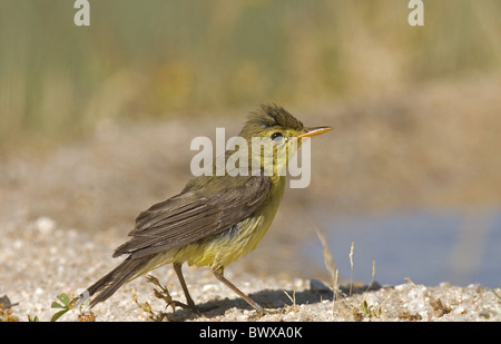 Melodiöse Warbler (Hippolais Polyglotta) Erwachsene, nassen Federn nach Baden, Spanien Stockfoto