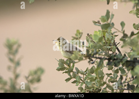 Melodiöse Warbler (Hippolais Polyglotta) Männchen, Gesang, thront in Steineiche (Quercus Ilex), Extremadura, Spanien, Mai Stockfoto