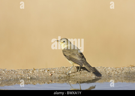 Melodiöse Warbler (Hippolais Polyglotta) Erwachsenen, stehen neben Pool, Spanien Stockfoto