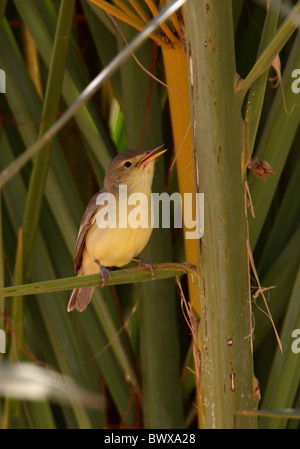 Melodiöses Warbler (Hippolais Polyglotta) Männchen, singen, thront in Palme, Marokko, april Stockfoto