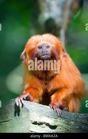 niedliche Goldener Löwe Tamarin (Leontopithecus Rosalia) Stockfoto