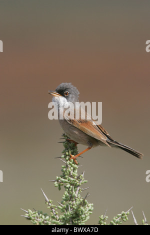 Brillentragende Grasmücke (Sylvia Conspicillata) Männchen, singen, Fuerteventura, Kanarische Inseln, März Stockfoto