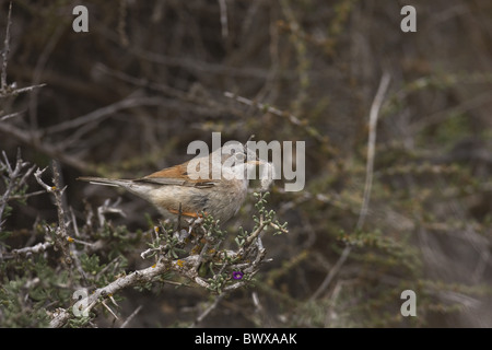 Brillentragende Grasmücke (Sylvia Conspicillata Orbitalis) Erwachsenfrau, sammeln, Verschachtelung Material, Fuerteventura, Kanarische Inseln Stockfoto