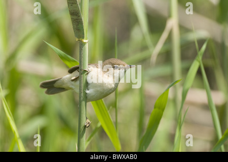 Eurasische Rohrsänger (Acrocephalus Scirpaceus) Erwachsenen, klammerte sich an Reed Stamm, Sussex, England Stockfoto