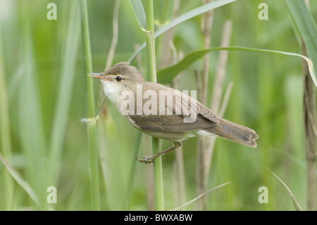 Eurasische Rohrsänger (Acrocephalus Scirpaceus) Erwachsenen, klammerte sich an Reed Stamm, Sussex, England Stockfoto