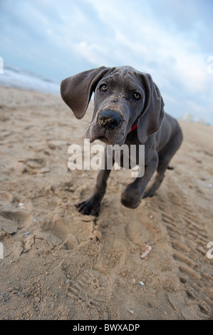 Wunderschöne Deutsche Dogge Welpe am Strand Stockfoto