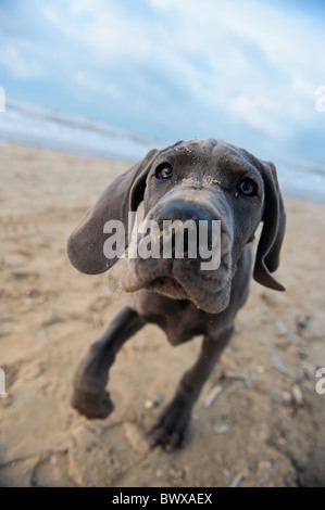 Wunderschöne Deutsche Dogge Welpe am Strand Stockfoto