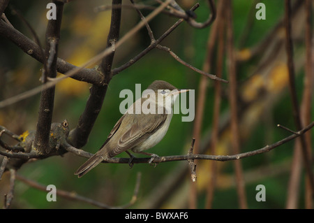 Große-Rohrsänger (Acrocephalus Arundinaceus) Erwachsenen, thront auf Zweig, Lesbos, Griechenland, april Stockfoto