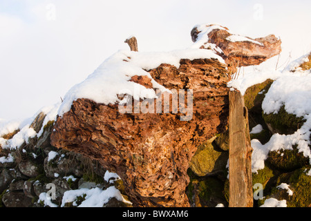 Löcher in einem faulen Baumstamm, verursacht durch die Larven des Holzes Bohren Käfer, Ambleside, Cumbria, UK. Stockfoto