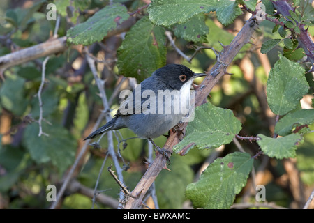 Samtkopfgrasmücke (Sylvia Melanocephala) Männchen, gehockt Bramble, Extremadura, Spanien, september Stockfoto