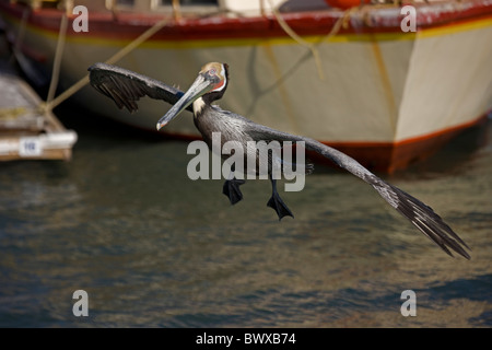 Brauner Pelikan (Pelecanus Occidentalis) Sonora Mexiko Erwachsenen fliegen über Meer Hafen Stockfoto