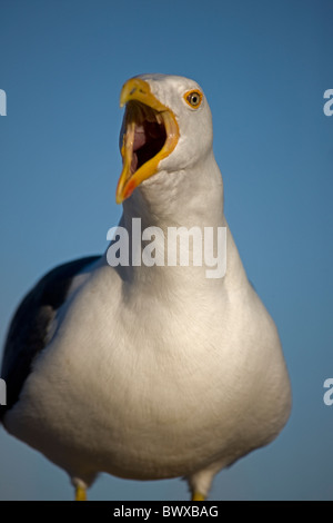 Gelb-footed Gull (Larus belebt) - Erwachsene Portrait - Calling - Sonora - Mexiko Stockfoto