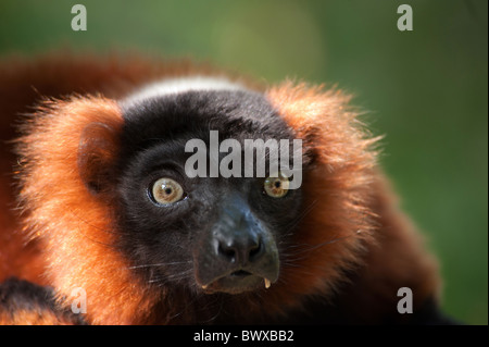 Schöne rote Ruffed Lemur (Varecia Rubra) Stockfoto