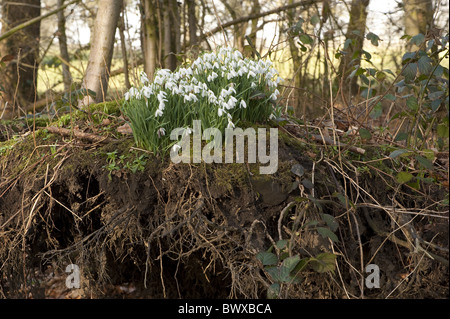 Schneeglöckchen Galanthus Nivalis Blüte wächst Stockfoto