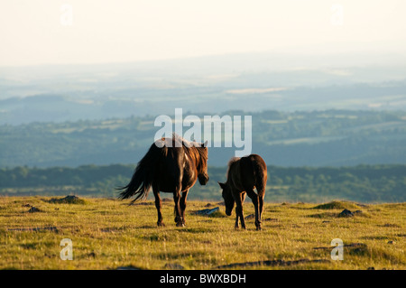 Stute und Fohlen im Abendlicht, Dartmoor, Devon UK Stockfoto