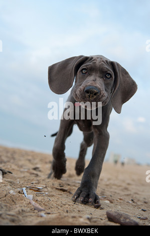 Wunderschöne Deutsche Dogge Welpe am Strand Stockfoto