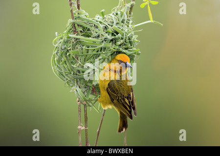 Kap-Weber (Ploceus Capensis) Männchen bauen Nest, Stellenbosch, Western Cape, Südafrika Stockfoto