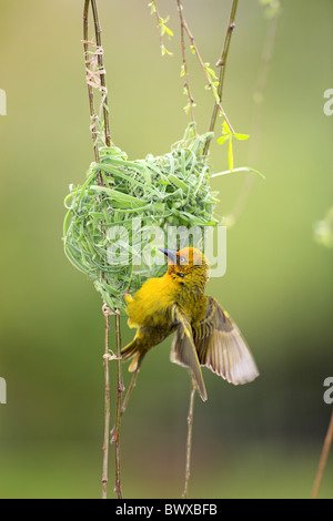 Kap-Weber (Ploceus Capensis) Männchen in der Balz unten unvollendet Nest, Stellenbosch, Western Cape, Südafrika Stockfoto