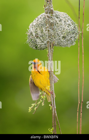 Kap-Weber (Ploceus Capensis) Männchen in der Balz unter Nest, Stellenbosch, Western Cape, Südafrika Stockfoto