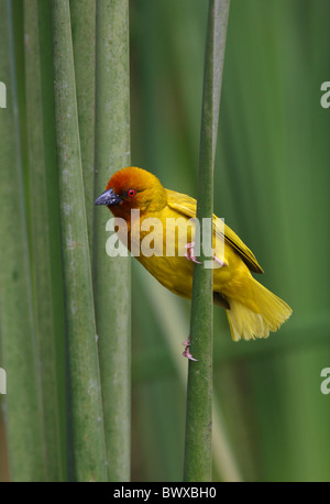 Golden Palm-Weber (Ploceus Bojeri) Männchen, in der Zucht Gefieder, thront auf Reed, Kenia, november Stockfoto