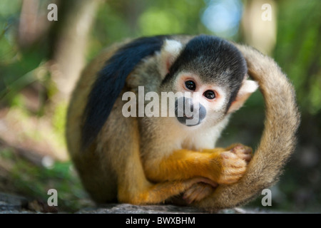 niedliche Eichhörnchen-Affe (Saimiri) Unterfamilie: Saimiriinae Stockfoto