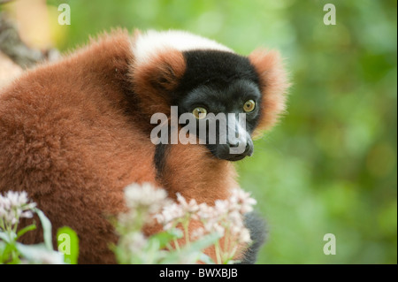 Schöne rote Ruffed Lemur (Varecia Rubra) Stockfoto