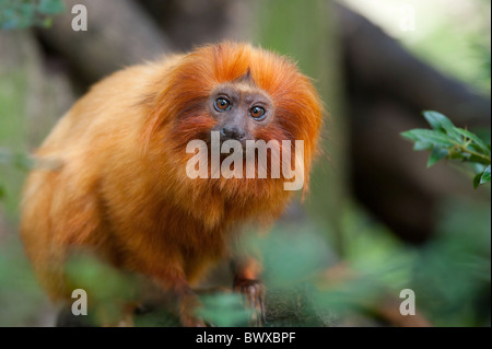 niedliche Goldener Löwe Tamarin (Leontopithecus Rosalia) Stockfoto