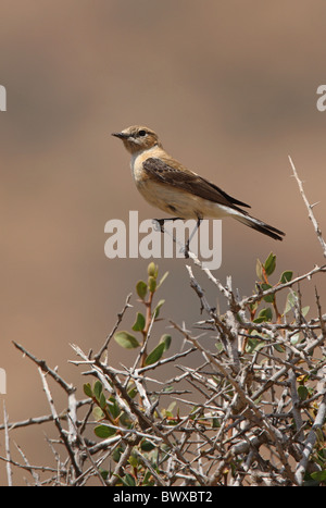 Schwarz-eared Steinschmätzer (Oenanthe Hispanica Hispanica) Erwachsenfrau, thront im Busch, Marokko, kann Stockfoto