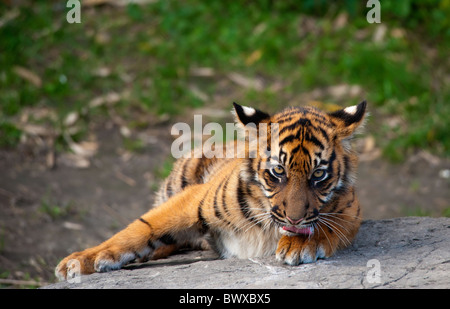 Sumatra Tiger Cub in die Kamera schaut Stockfoto