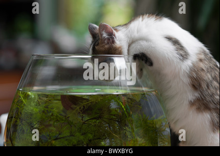 süße junge Kätzchen suchen in das Fischglas Stockfoto