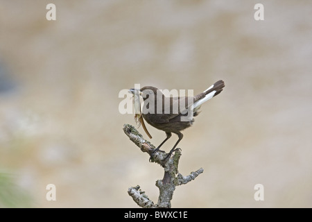 Schwarz-Steinschmätzer (Oenanthe Leucura) Erwachsene weibliche, Fütterung, mit Eidechse Beute im Schnabel, thront auf Zweig, Extremadura, Spanien, kann Stockfoto