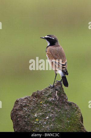 Angeschnittene Ärmel Steinschmätzer (Oenanthe Pileata Livingstonii) Erwachsenen, auf Felsen, Kenia, november Stockfoto