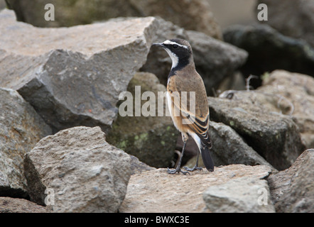 Angeschnittene Ärmel Steinschmätzer (Oenanthe Pileata Livingstonii) Erwachsenen, stehen auf Felsen, Kenia, november Stockfoto