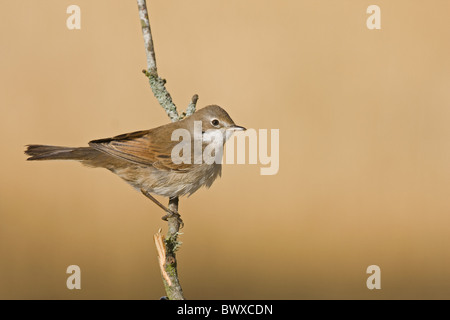 Gemeinsame Whitethroat (Sylvia Communis) unreif, Herbst Gefieder, thront auf Zweig, Spanien Stockfoto