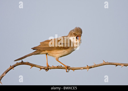 Gemeinsame Whitethroat (Sylvia Communis) erwachsenen männlichen, singen, gehockt Stamm mit Dornen, Suffolk, England, Juli Stockfoto