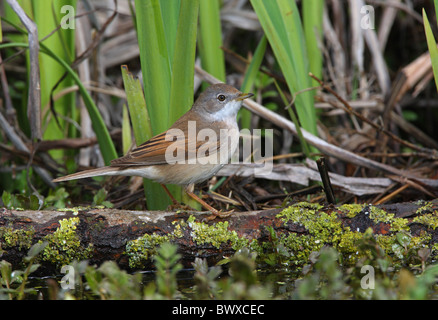 Gemeinsame Whitethroat (Sylvia Communis) Männchen, thront auf Log in Teich, Norfolk, England, april Stockfoto