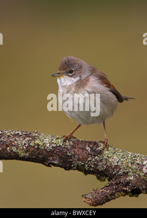 Gemeinsame Whitethroat (Sylvia Communis) Erwachsenfrau thront auf Zweig, Norfolk, England, april Stockfoto