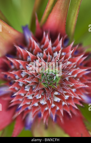 Archipel Asien Asiatische + Blüte blüht Bromeliaceae Bromelie Bromelien Pflanzen Pflanzen entwickeln Entwicklung entwickelt Stockfoto