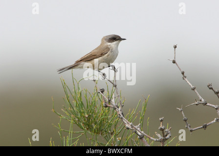 Lesser Whitethroat (Sylvia Curruca Halimodendri) Erwachsene, thront auf Zweig, Provinz Almaty, Kasachstan, Juni Stockfoto