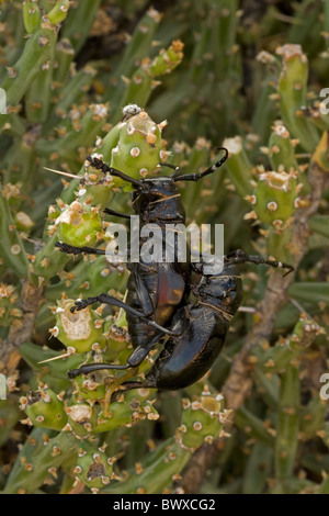 Langen Hörnern Kaktus Käfer (Moneilema Gigas) - Feeds Arizona - Paarung auf Weihnachtskaktus - auf mehrere Arten von Kakteen Stockfoto