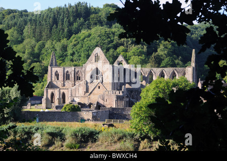 Die Ruinen von Tintern Abbey, in Tintern, Monmouthshire, Wales Stockfoto