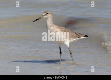 Willett (Catoptrophorus Semipalmatus) Erwachsenen, stehen am Strand im flachen Wasser, Sanibel Island, Florida, Vereinigte Staaten von Amerika, Februar Stockfoto