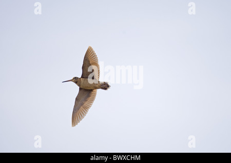 Waldschnepfe (Scolopax Rusticola) Erwachsenen, im Flug, Nofolk, England, winter Stockfoto