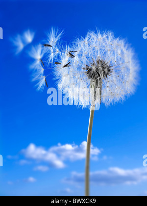 Löwenzahn Uhr Saatgut Kopf Stockfoto