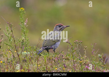 Grünspecht (Picus Viridis) Juvenile, Fütterung unter den Blumen auf dem Sandboden, England, Juli Stockfoto