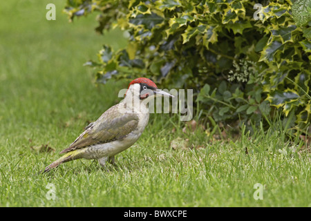 Grünspecht (Picus Viridis) Männchen, Nahrungssuche auf Wiese im Garten, Warwickshire, England, Sommer Stockfoto