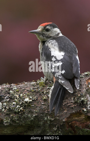 Größere Spotted Woodpecker (Dendrocopus großen) Juvenile thront auf Baumstamm im Garten, Engl Stockfoto