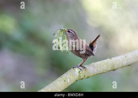 Winter-Zaunkönig (Troglodytes Troglodytes) Erwachsenen, sammeln Moos für Nistmaterial, England, april Stockfoto